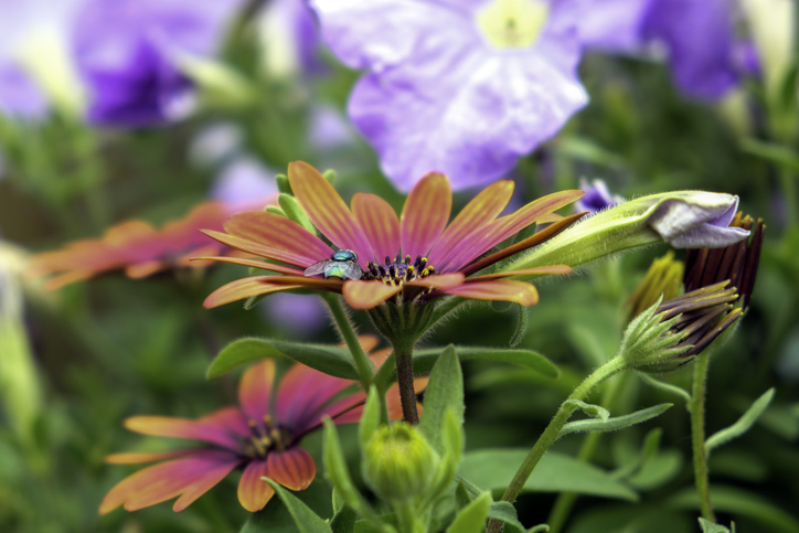 Close-up of various flowers with a small insect