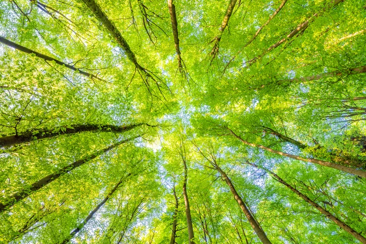 Looking up at bright green tree canopy.